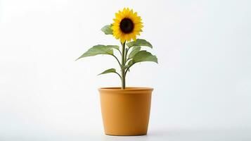 Foto von Sonnenblume im Topf isoliert auf Weiß Hintergrund. generativ ai
