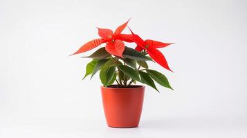 Foto von Weihnachtsstern Blume im Topf isoliert auf Weiß Hintergrund. generativ ai