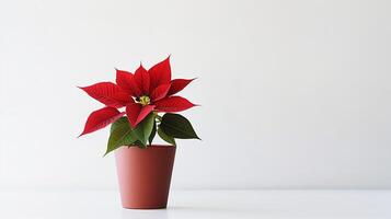 Foto von Weihnachtsstern Blume im Topf isoliert auf Weiß Hintergrund. generativ ai