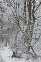 verschneiter Winterwaldhintergrund