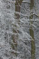 verschneiter Winterwaldhintergrund