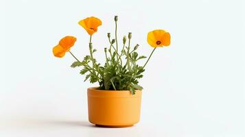 Foto von Kalifornien Mohn Blume im Topf isoliert auf Weiß Hintergrund. generativ ai