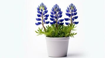 Foto von Bluebonnet Blume im Topf isoliert auf Weiß Hintergrund. generativ ai