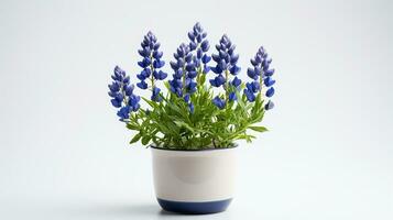 Foto von Bluebonnet Blume im Topf isoliert auf Weiß Hintergrund. generativ ai