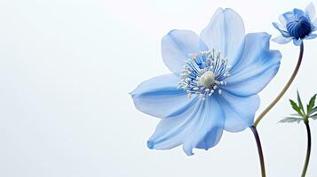 Foto von schön Tweedia Blume isoliert auf Weiß Hintergrund. generativ ai
