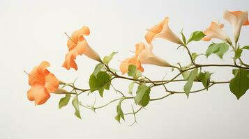 Foto von schön Trompete Ranke Blume isoliert auf Weiß Hintergrund. generativ ai