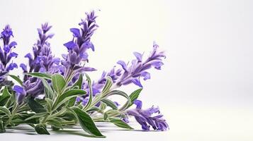 Foto von schön Salvia Blume isoliert auf Weiß Hintergrund. generativ ai