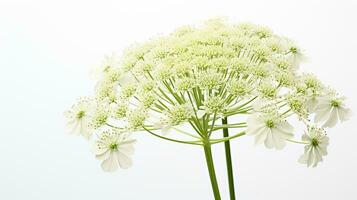Foto von schön Königin Annes Spitze Blume isoliert auf Weiß Hintergrund. generativ ai