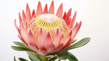 Foto von schön Protea Blume isoliert auf Weiß Hintergrund. generativ ai