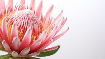 Foto von schön Protea Blume isoliert auf Weiß Hintergrund. generativ ai