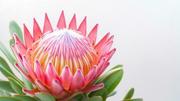 Foto von schön Protea Blume isoliert auf Weiß Hintergrund. generativ ai