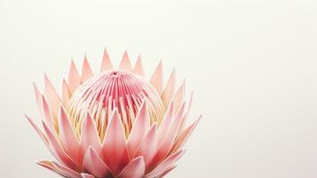 Foto von schön Protea Blume isoliert auf Weiß Hintergrund. generativ ai