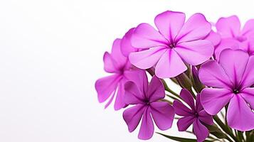 Foto von schön Phlox Blume isoliert auf Weiß Hintergrund. generativ ai