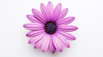 Foto von schön Osteospermum Blume isoliert auf Weiß Hintergrund. generativ ai