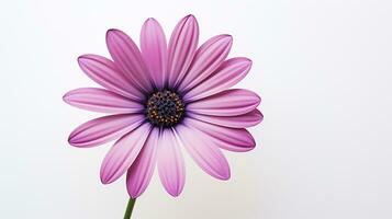 Foto von schön Osteospermum Blume isoliert auf Weiß Hintergrund. generativ ai