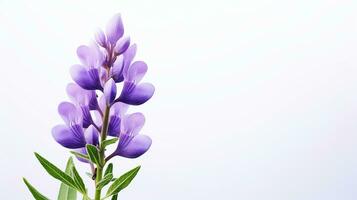 Foto von schön Lupine Blume isoliert auf Weiß Hintergrund. generativ ai