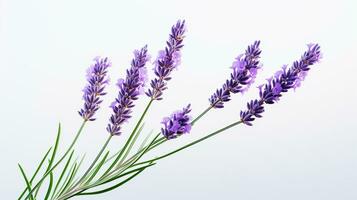 Foto von schön Lavendel Blume isoliert auf Weiß Hintergrund. generativ ai