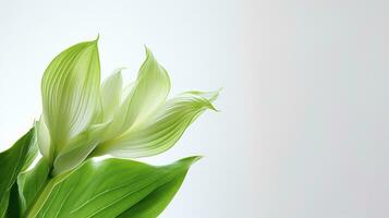 Foto von schön Hosta Blume isoliert auf Weiß Hintergrund. generativ ai