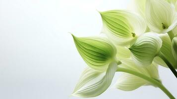 Foto von schön Hosta Blume isoliert auf Weiß Hintergrund. generativ ai