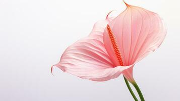 Foto von schön Flamingo Blume isoliert auf Weiß Hintergrund. generativ ai
