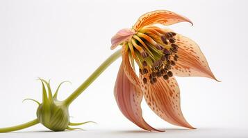 Foto von schön Fritillaria Blume isoliert auf Weiß Hintergrund. generativ ai