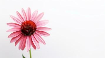 Foto von schön Echinacea Blume isoliert auf Weiß Hintergrund. generativ ai