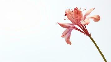 Foto von schön Trommelstock Blume isoliert auf Weiß Hintergrund. generativ ai