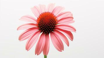 Foto von schön Echinacea Blume isoliert auf Weiß Hintergrund. generativ ai