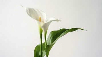 Foto von schön Calla Lilie Blume isoliert auf Weiß Hintergrund. generativ ai