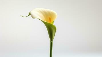 Foto von schön Calla Lilie Blume isoliert auf Weiß Hintergrund. generativ ai