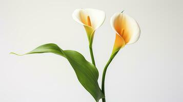 Foto von schön Calla Lilie Blume isoliert auf Weiß Hintergrund. generativ ai