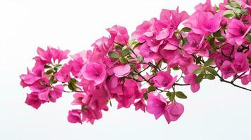 Foto von schön Bougainvillea Blume isoliert auf Weiß Hintergrund. generativ ai