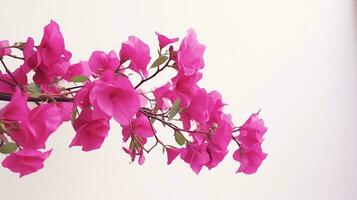 Foto von schön Bougainvillea Blume isoliert auf Weiß Hintergrund. generativ ai