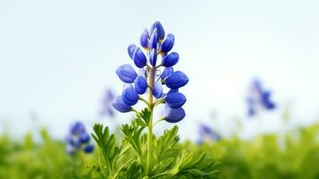 Foto von schön Bluebonnet Blume isoliert auf Weiß Hintergrund. generativ ai