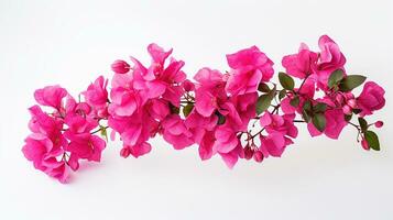 Foto von schön Bougainvillea Blume isoliert auf Weiß Hintergrund. generativ ai