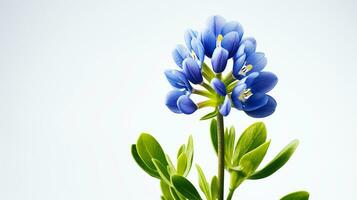 Foto von schön Bluebonnet Blume isoliert auf Weiß Hintergrund. generativ ai