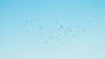 ein Herde von Vögel fliegend im das Blau Himmel foto