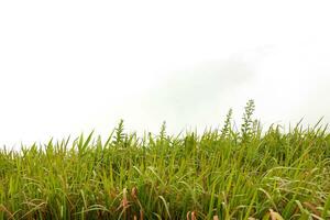 Grün Gras Grenzen. hoch Grün frisch Gras isoliert auf Weiß Hintergrund. foto