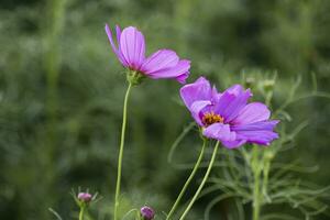 schön Kosmos Blumen Blühen im das Garten foto