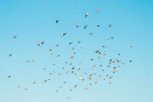 ein Herde von Vögel fliegend im das Blau Himmel foto