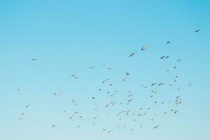 ein Herde von Vögel fliegend im das Blau Himmel foto