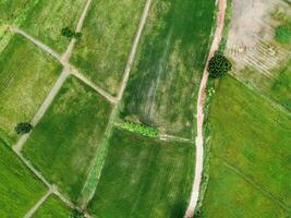 Luftaufnahme von fliegender Drohne von Feldreis mit Landschaftsgrünmusternaturhintergrund, Draufsichtfeldreis foto
