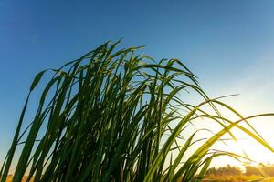 Grün Reis Bäume im das Felder beim Sonnenuntergang foto
