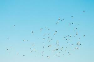 ein Herde von Vögel fliegend im das Blau Himmel foto