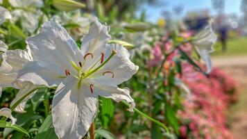 ein schön Weiß Lilly im Garten. foto