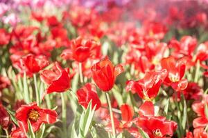 Feld von rot Tulpen. foto