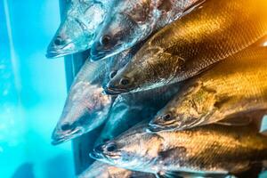 ein klein Schule von Schnapper Fisch suchen beim etwas zu Essen von das Fisch Panzer, schließen oben von Barramundi Fisch im ein unter Wasser Aquarium. foto