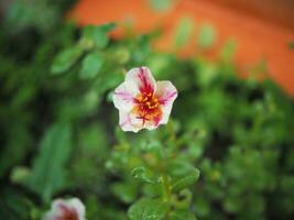 Blume klein im Garten nach regnerisch Frische foto