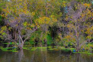 Thailands Rayong botanisch Garten ist ein Mangrove Wald mit schön Bäume Das reflektieren auf das in der Nähe See. foto