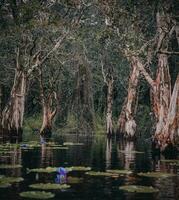 Thailands Rayong botanisch Garten ist ein Mangrove Wald mit schön Bäume Das reflektieren auf das in der Nähe See. foto